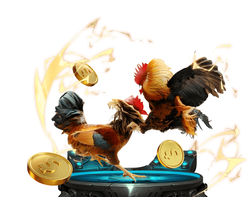 Hình ảnh trọng tài kiểm tra gà trước trận đấu, minh họa quy tắc chơi tại bet66