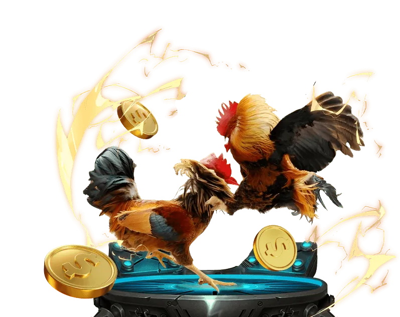 Hình ảnh trọng tài kiểm tra gà trước trận đấu, minh họa quy tắc chơi tại bet66